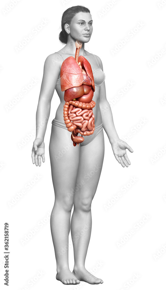 3d rendered medically accurate illustration of female Internal organs 3d rendered medically accurate illustration of female Internal organs