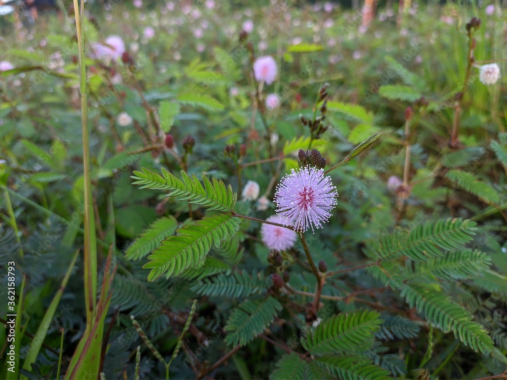 Princess shy Flower (Mimosa Pudica) Grows in Borneo Tropical Nature Princess shy Flower (Mimosa Pudica) Grows in Borneo Tropical Nature