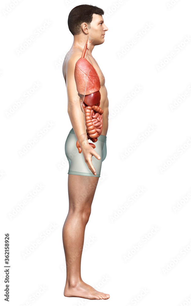 3d rendered medically accurate illustration of male Internal organs 3d rendered medically accurate illustration of male Internal organs