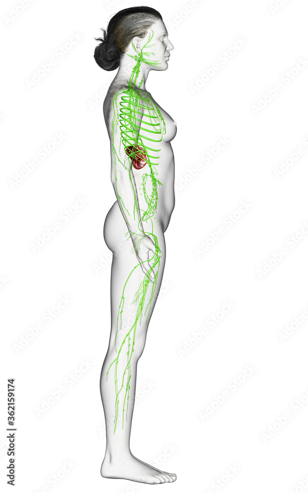 3d rendered medically accurate illustration of a female lymphatic system 3d rendered medically accurate illustration of a female lymphatic system