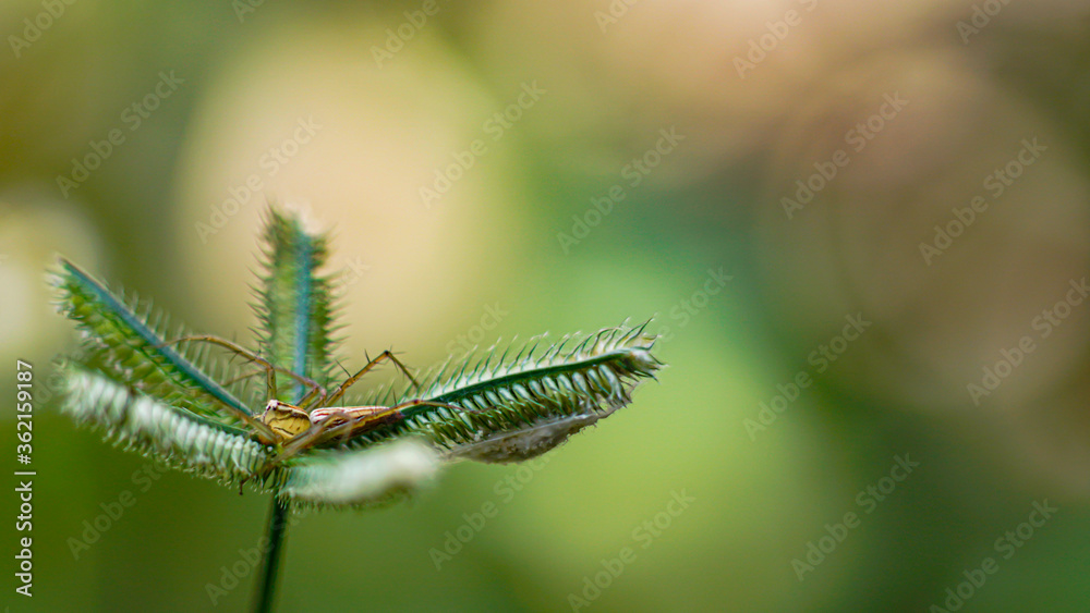 Jumping spider on grass flower
