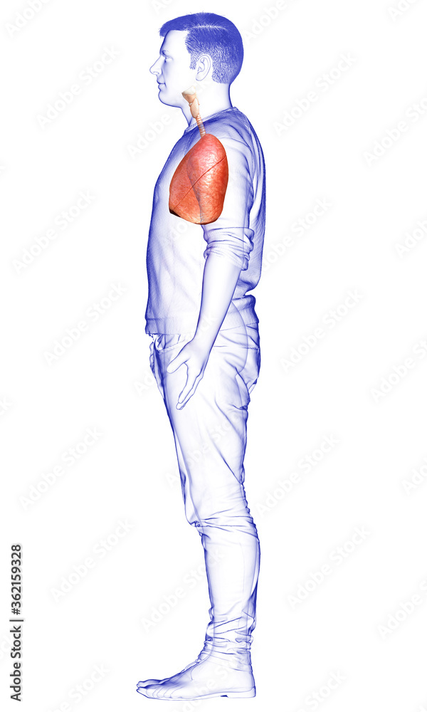 3d rendered, medically accurate illustration of a male lung anatomy 3d rendered, medically accurate illustration of a male lung anatomy