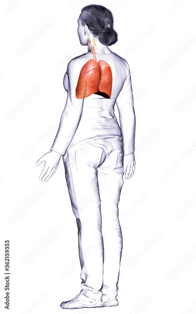 3d rendered, medically accurate illustration of a female lung anatomy 3d rendered, medically accurate illustration of a female lung anatomy