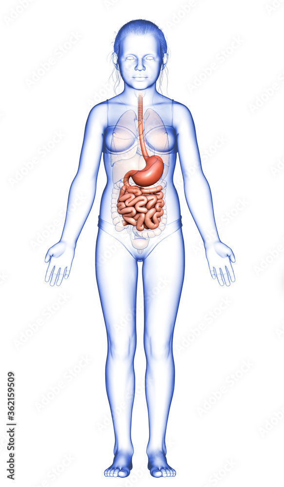 3d rendered, medically accurate illustration of a young girl stomach and small intestine 3d rendered, medically accurate illustration of a young girl stomach and small intestine