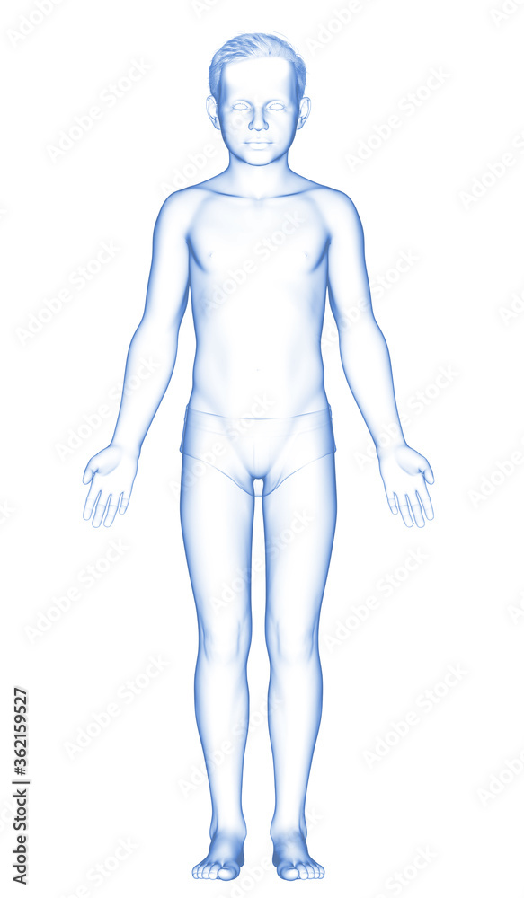 3d rendered illustration of the young boy body 3d rendered illustration of the young boy body