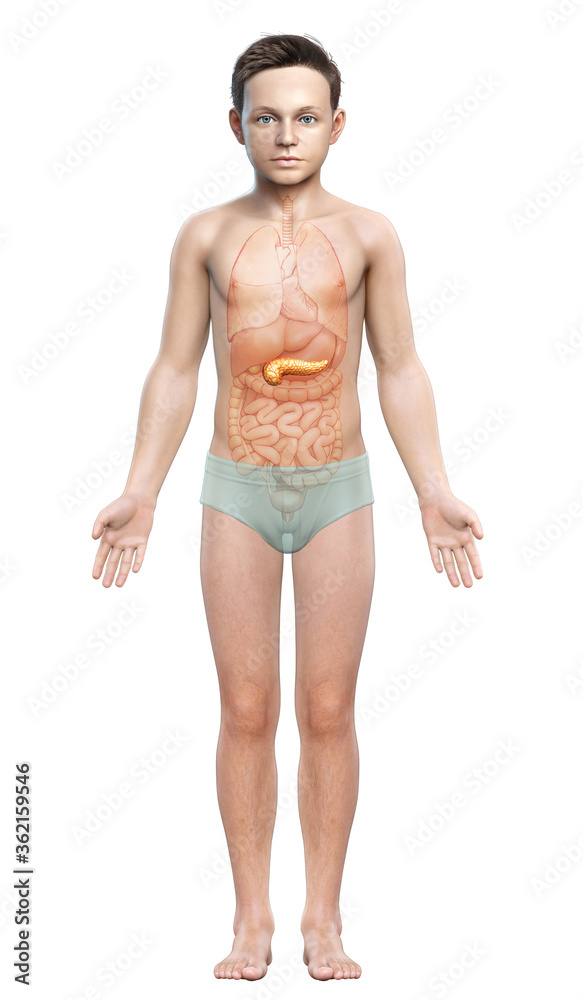 3d rendered, medically accurate illustration of a young girl pancreas 3d rendered, medically accurate illustration of a young girl pancreas