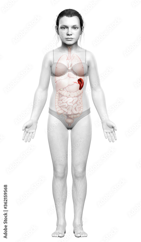 3d rendered, medically accurate illustration of a young girl Spleen Anatomy 3d rendered, medically accurate illustration of a young girl Spleen Anatomy