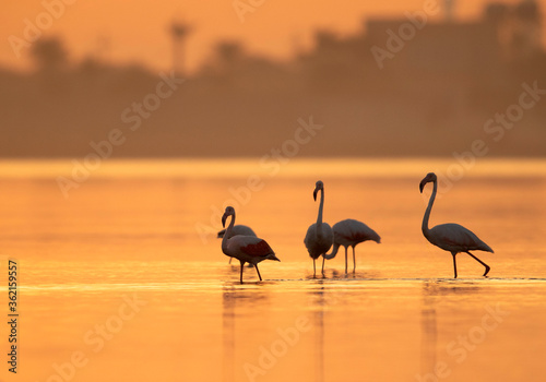 Greater Flamingos during sunrise at Tubli bay  Bahrain