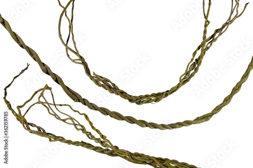 Fotografi vine roots (Cayratia trifolia) liana ivy plant bush, nature frame jungle border, isolated on white background with clipping path included