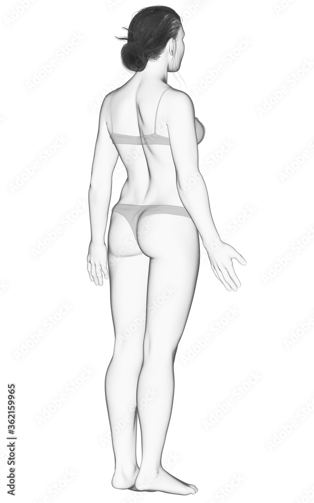 3d rendered illustration of the female body