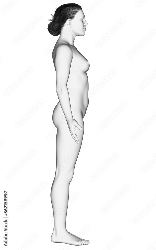 3d rendered illustration of the female body 3d rendered illustration of the female body