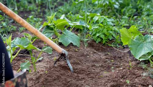 Garden work. Seedlings of cucumbers. Weeding and cultivation photo