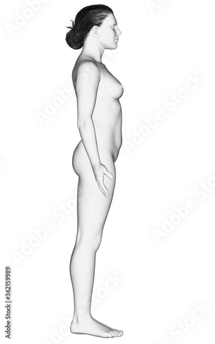 3d rendered illustration of the female body