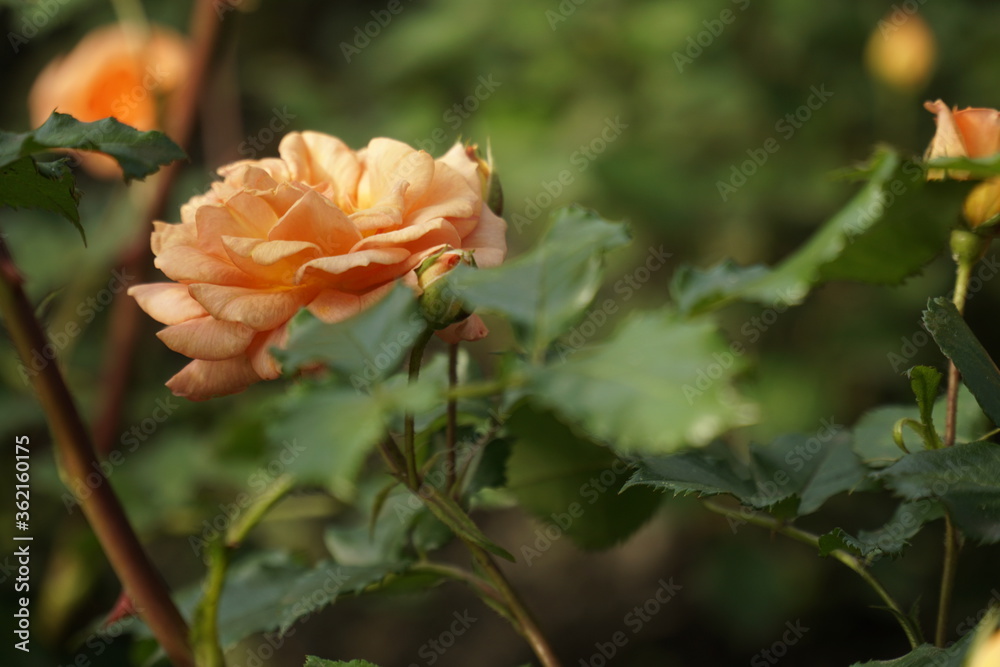 Rose in the summer