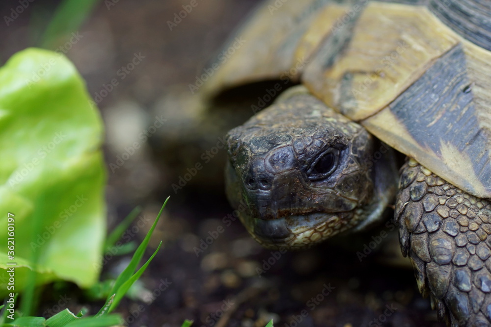 close up portrait of a greek tortoise close up portrait of a greek tortoise