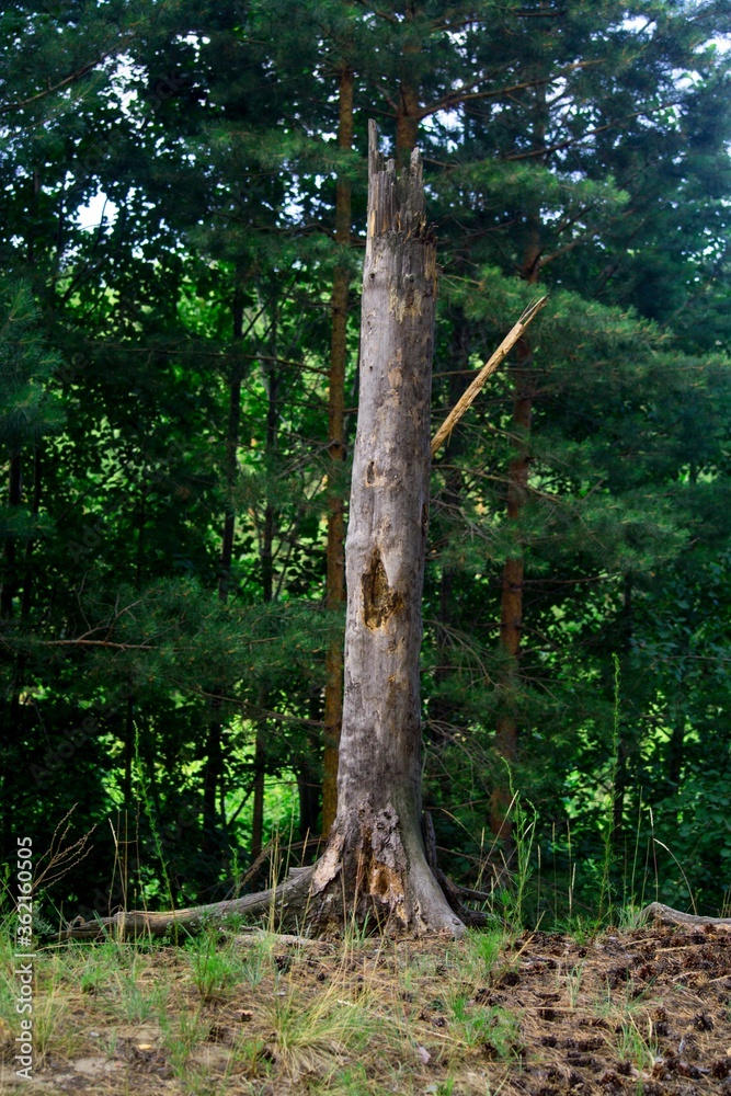 Fototapeta premium Dry tree trunk. Forest landscape.