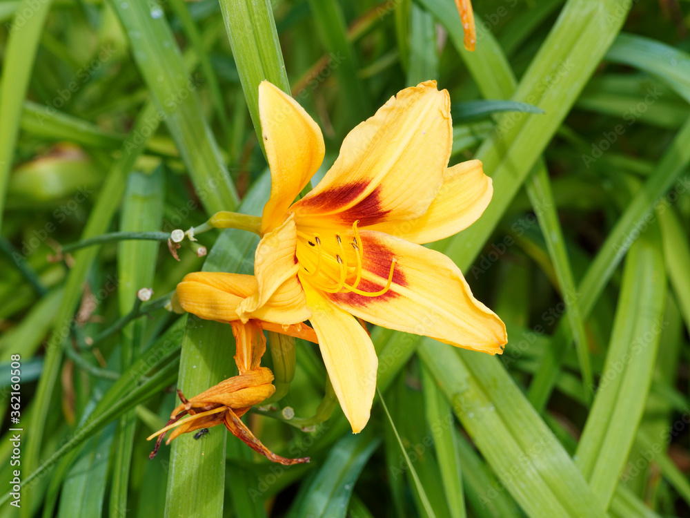 Nahaufnahme auf einer Hemerocallis-Hybride &amp;#39;Bonanza&amp;#39; oder Taglilie mit ...