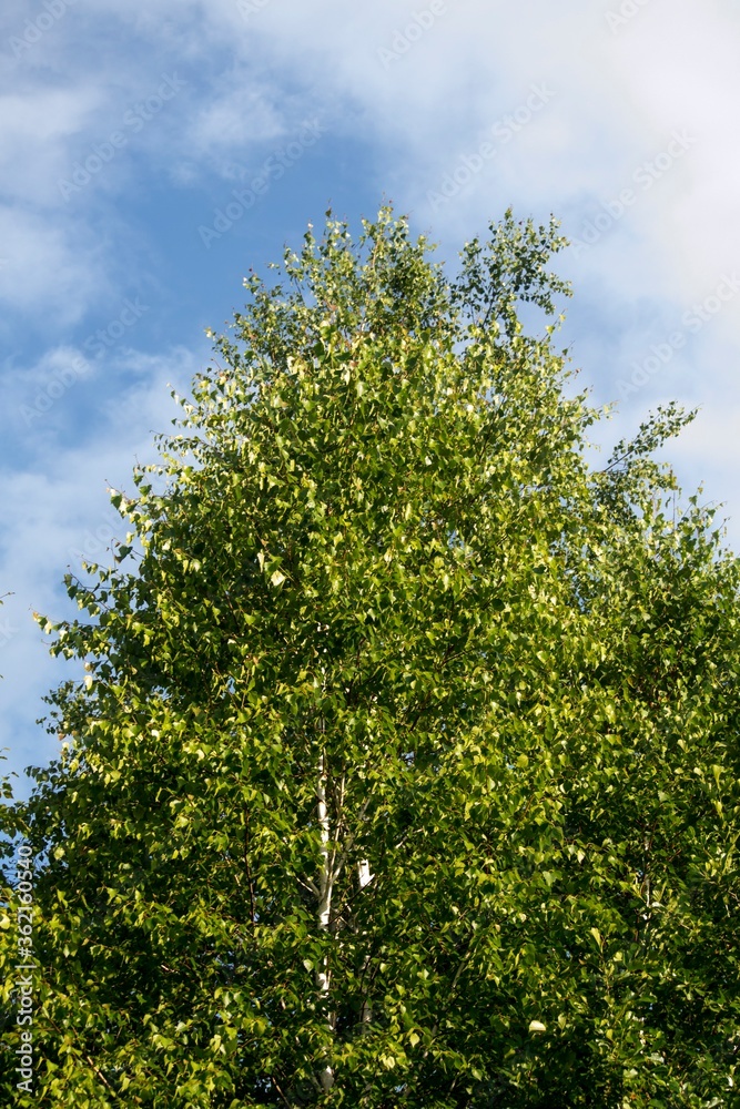 Fototapeta premium Green tree on a background of blue sky.