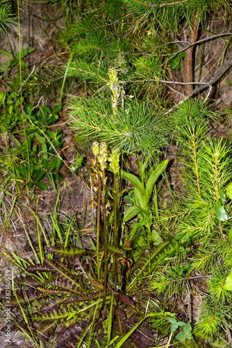 Green plant and Christmas tree branch. © fotoalex45