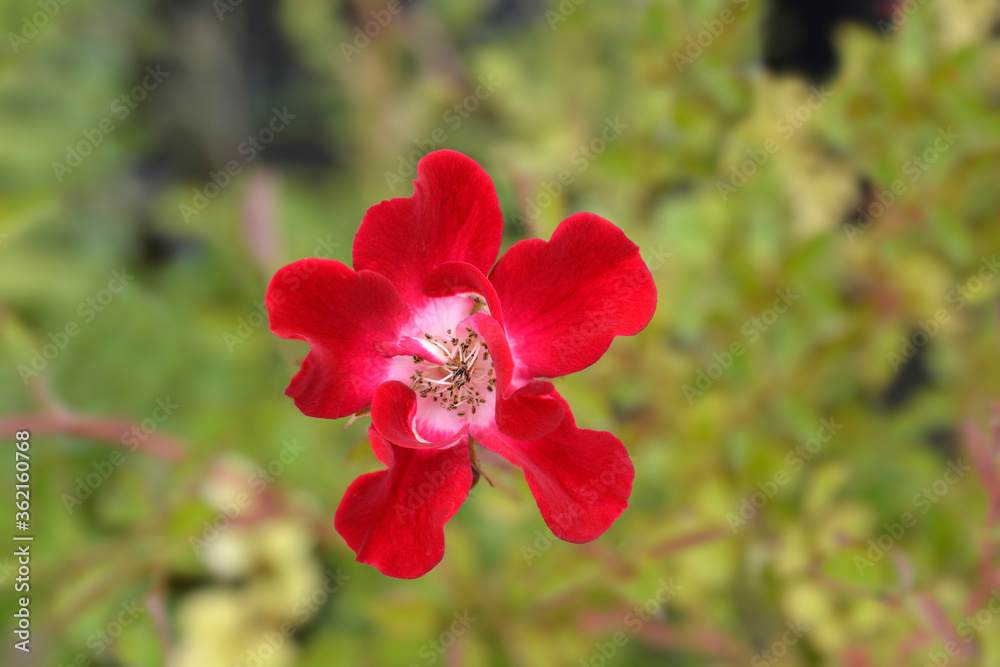Rose Rouge Meillandecor Meineble Rose Rouge Meillandecor Meineble