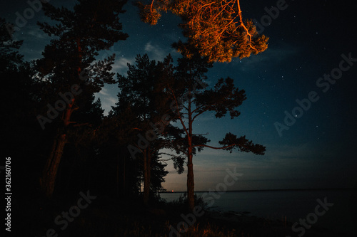 starry night in a pine forest