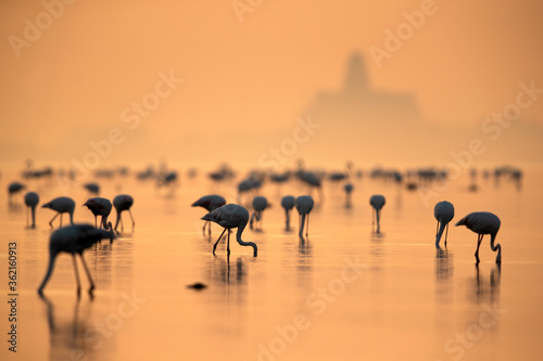 Greater Flamingo feeding in the morning at Tubli bay, Bahrain
