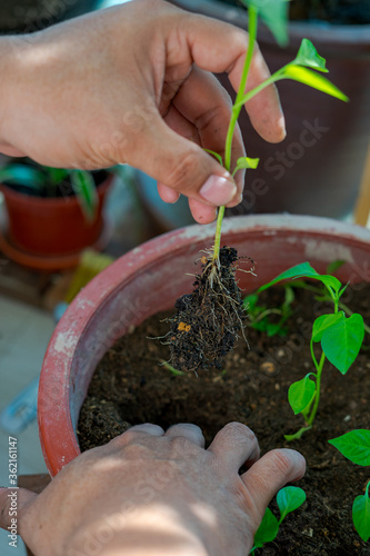 Gardening at home. Replanting green chillies in home balcony garden. Potted green plants at home,