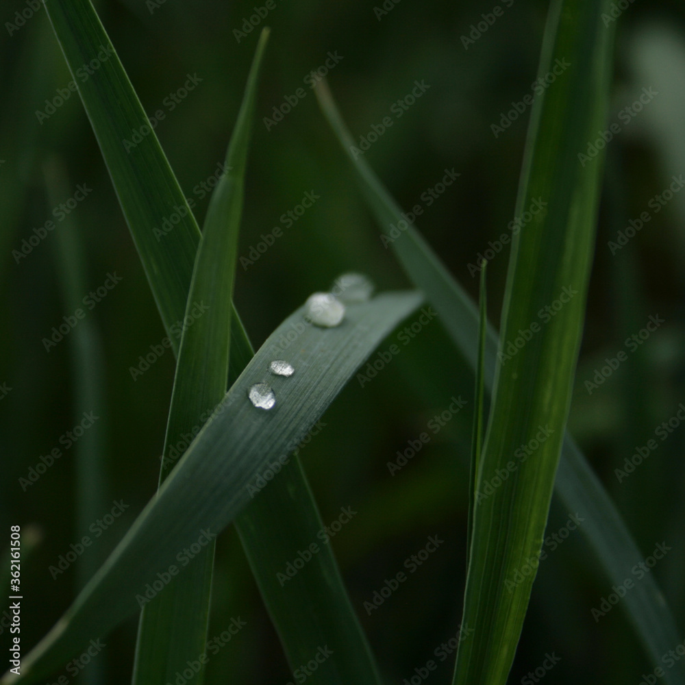Fototapeta premium dew on grass