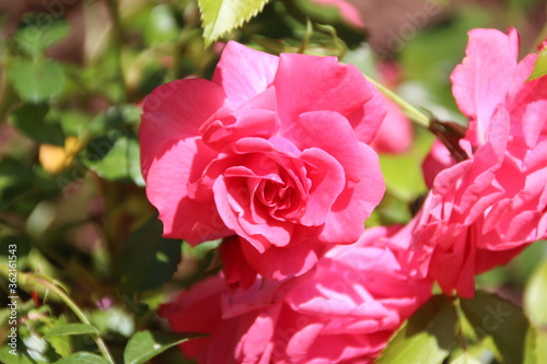 pinke rose