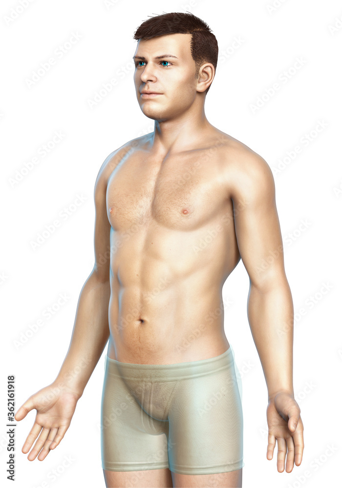 Fototapeta premium 3d rendered illustration of the male body