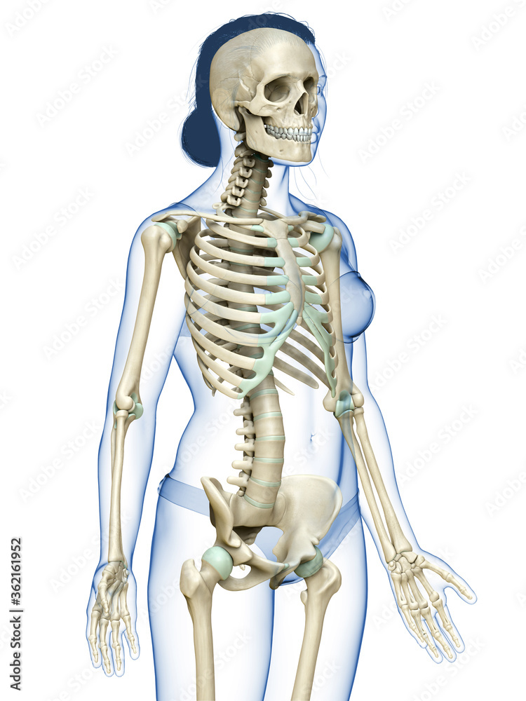 3d rendered, medically accurate illustration of a female skeleton system 3d rendered, medically accurate illustration of a female skeleton system