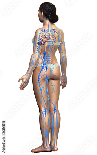 3d rendered medically accurate illustration of a female Veins anatomy