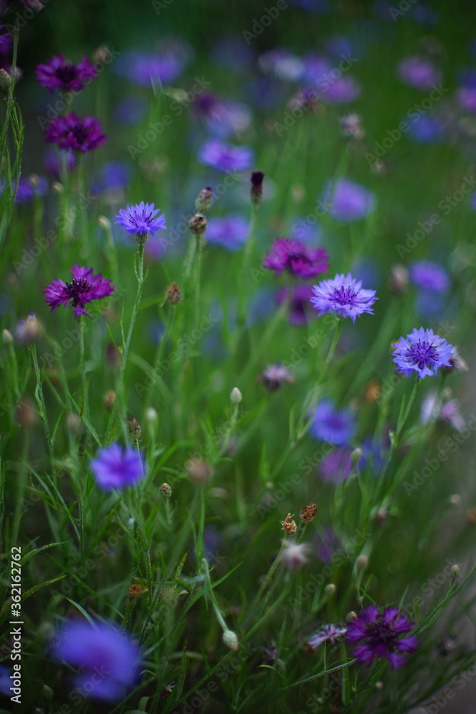 Cornflower purple and violet flowers grow in the summer garden. Cornflower purple and violet flowers grow in the summer garden.