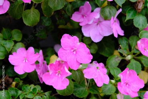 pink flowers