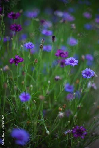 Cornflower purple and violet flowers grow in the summer garden.