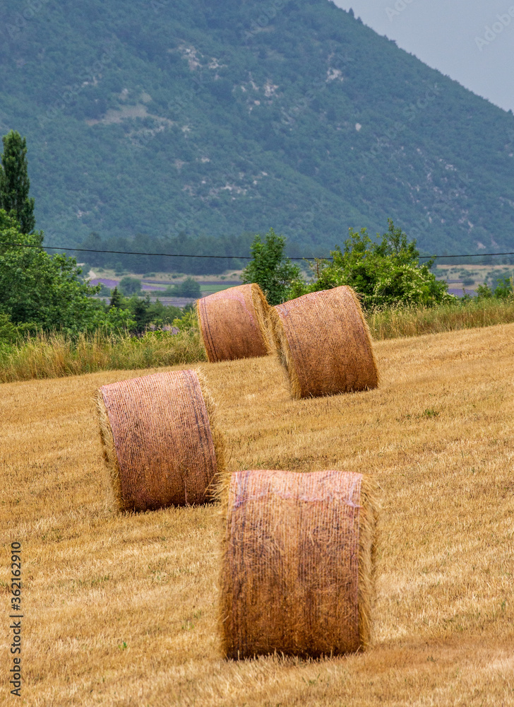 Hay bales on the field against the backdrop of mountains. France. Provence.