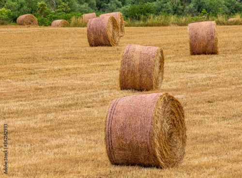 Hay bales on the field. France. Provence.