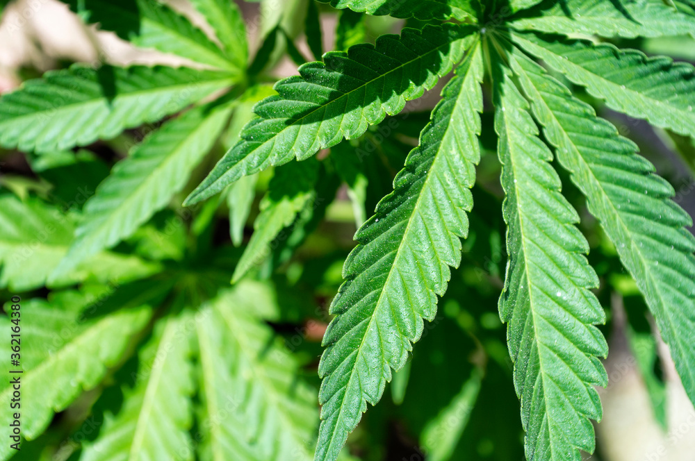 marijuana plant marijuana plant