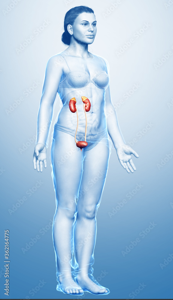 3d rendered, medically accurate illustration of female kidneys 3d rendered, medically accurate illustration of female kidneys