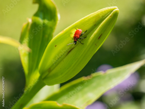 Close up with a lily flower bud with a Scarlet lily beetle on it. © Cristi