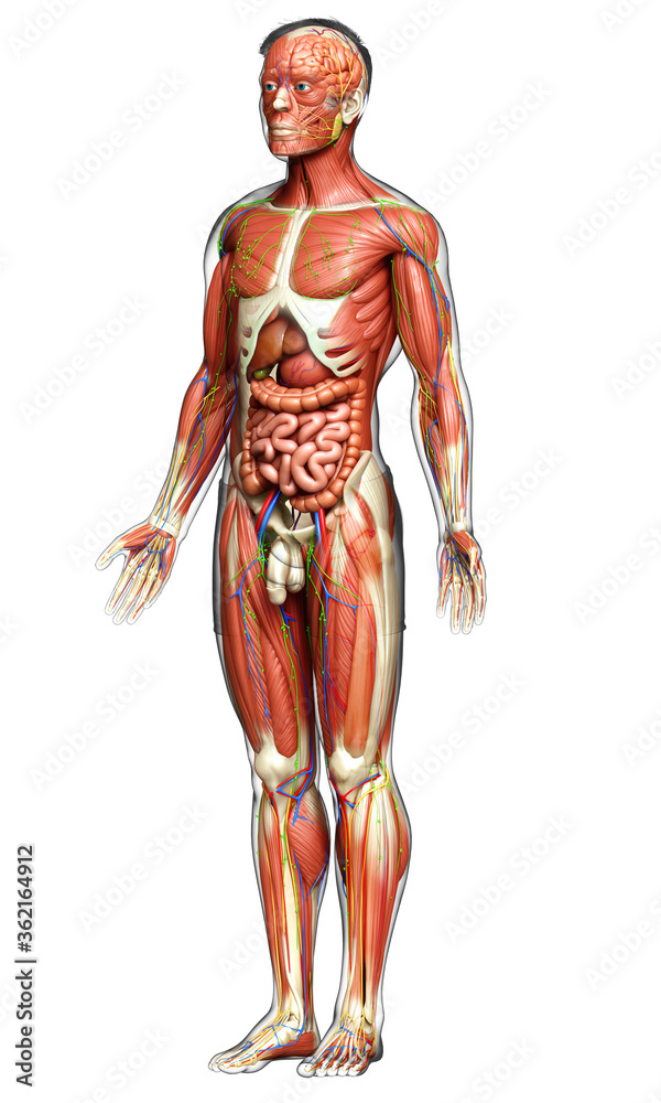 3d rendered medically accurate of the male anatomy 3d rendered medically accurate of the male anatomy