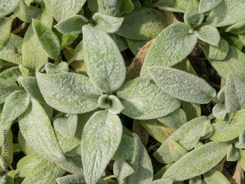 Beautiful foliage of Lamb's Ear (Stachys byzantina Silver Carpet) plant. photo