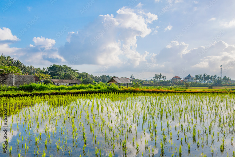 Fototapeta premium バリ島の田園風景