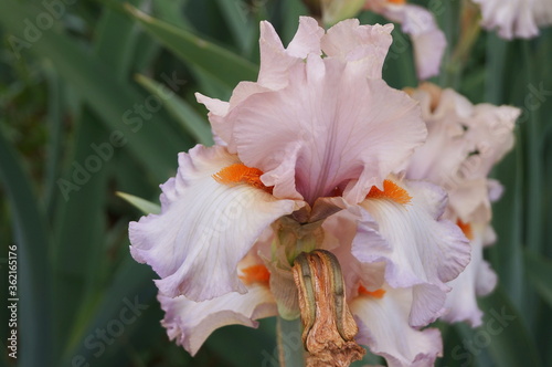 White iris with pink shades in a garden in Florence