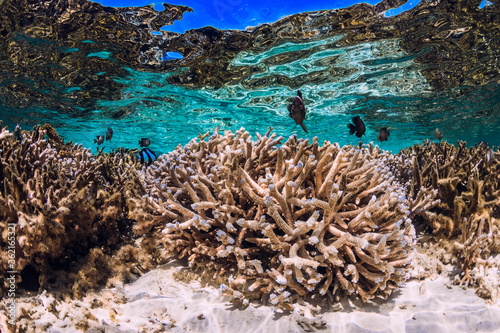 Underwater scene with corals and school of fish in tropical sea