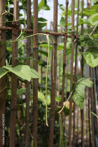 Cowpeas and leaves growing on bamboo fences