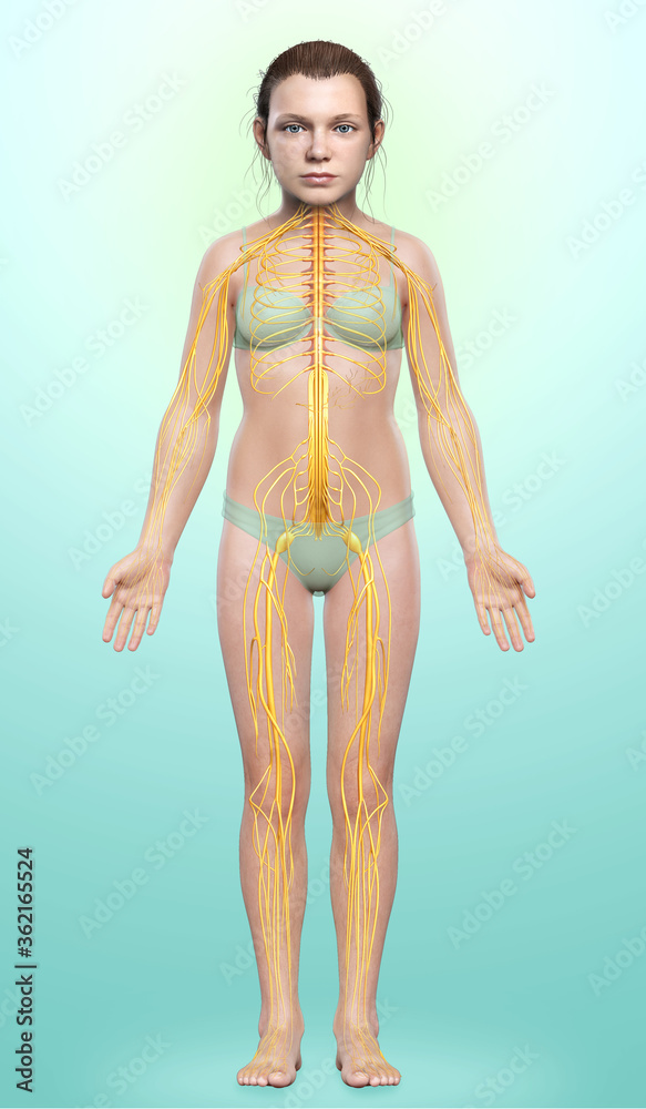 3d rendered medically accurate illustration of a young girl nervous system