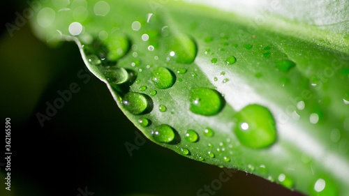 rain drops on a leaf in close up