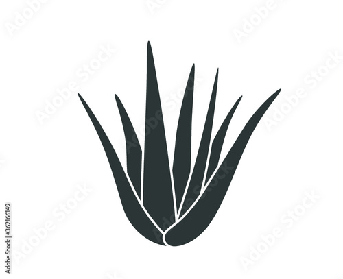 Aloe plant vector illustration.  Aloe vera icon. Aloe vera plant. 