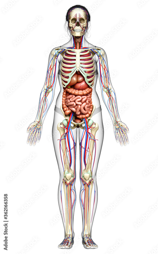 3d rendered medically accurate illustration of female Internal organs, skeleton and circulatory system 3d rendered medically accurate illustration of female Internal organs, skeleton and circulatory system